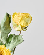 ［ドライフラワー］バラ カタリナ