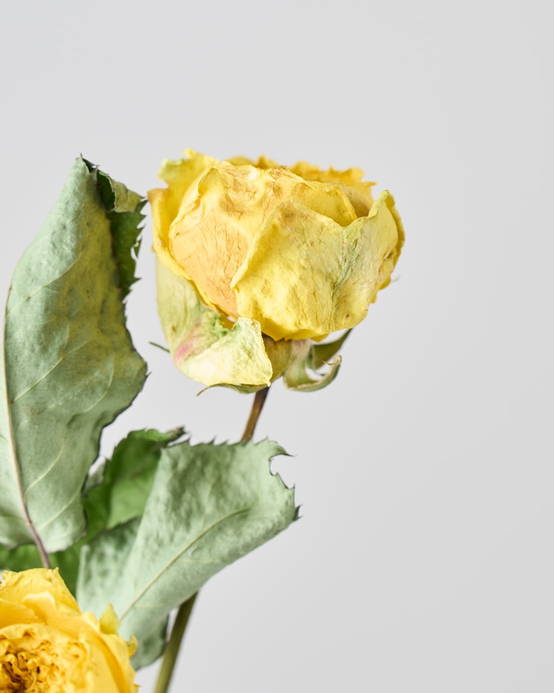 ［ドライフラワー］バラ カタリナ