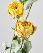 ［ドライフラワー］バラ カタリナ