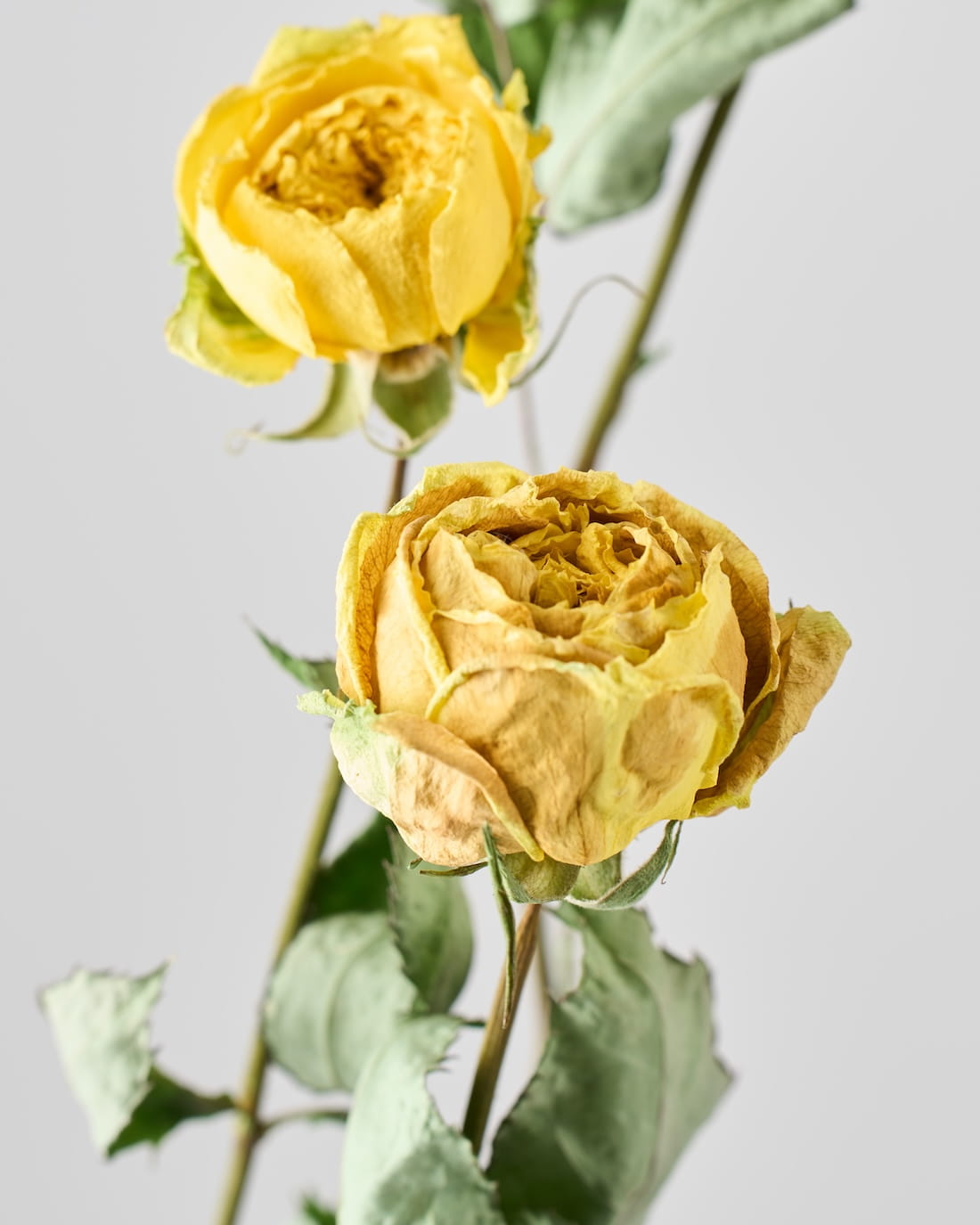 ［ドライフラワー］バラ カタリナ