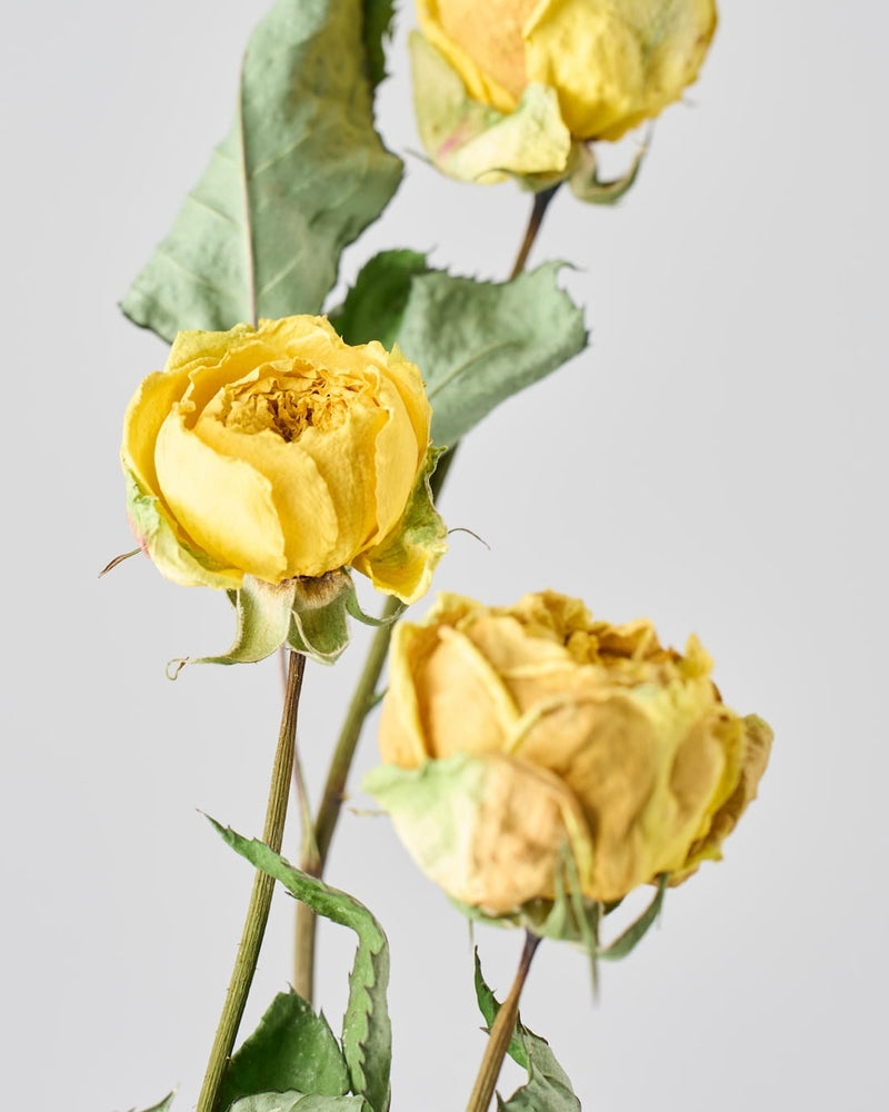 華やかなイエローに心ときめく