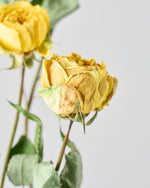 ［ドライフラワー］バラ カタリナ