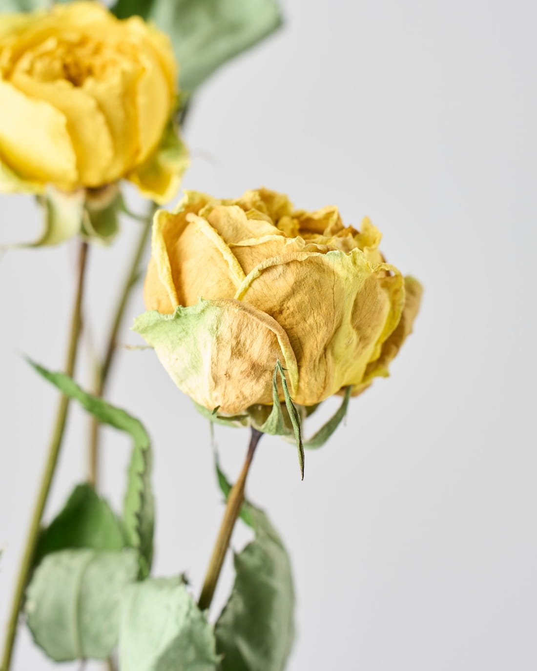 ［ドライフラワー］バラ カタリナ