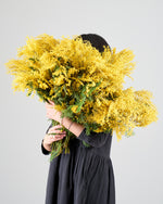 【今季終了】［フレッシュフラワー］ミモザ（フサアカシア）