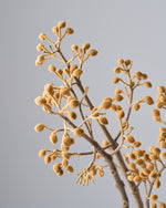 ［BIGボタニカル｜ドライ］桐