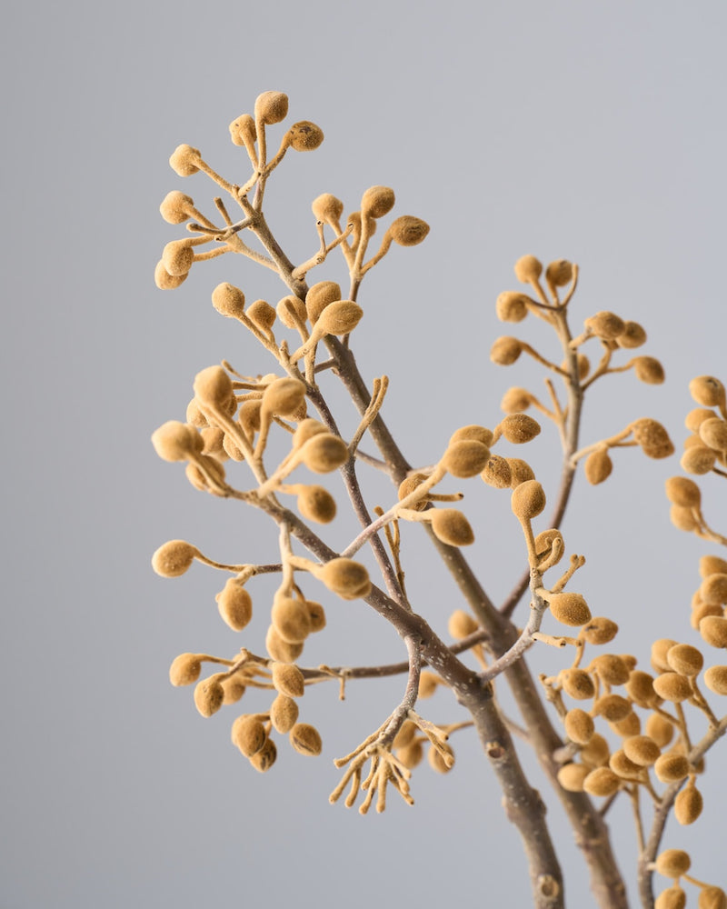 レアな桐をBIGサイズで楽しもう