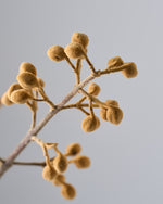 ［BIGボタニカル｜ドライ］桐