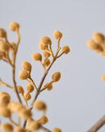 ［BIGボタニカル｜ドライ］桐