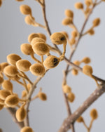 ［BIGボタニカル｜ドライ］桐