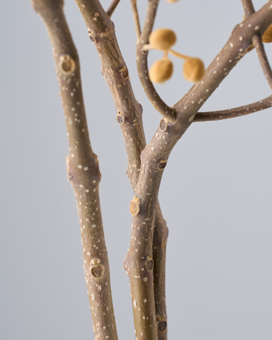 ［BIGボタニカル｜ドライ］桐