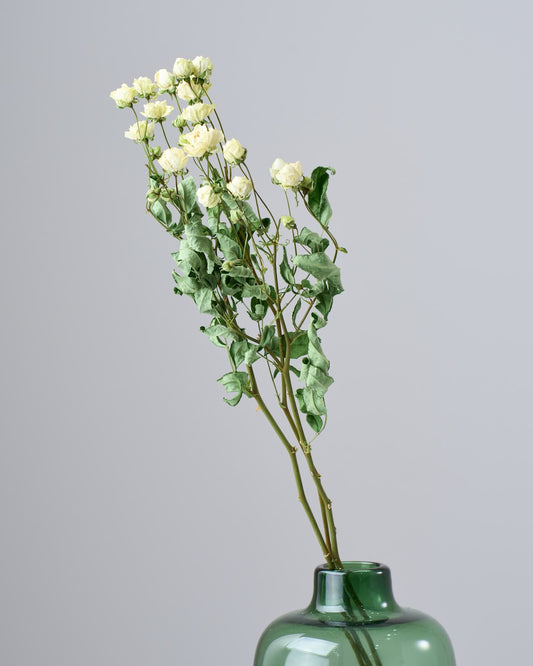 【3月23日～順次発送】［ドライフラワー］バラ スプレーウィット