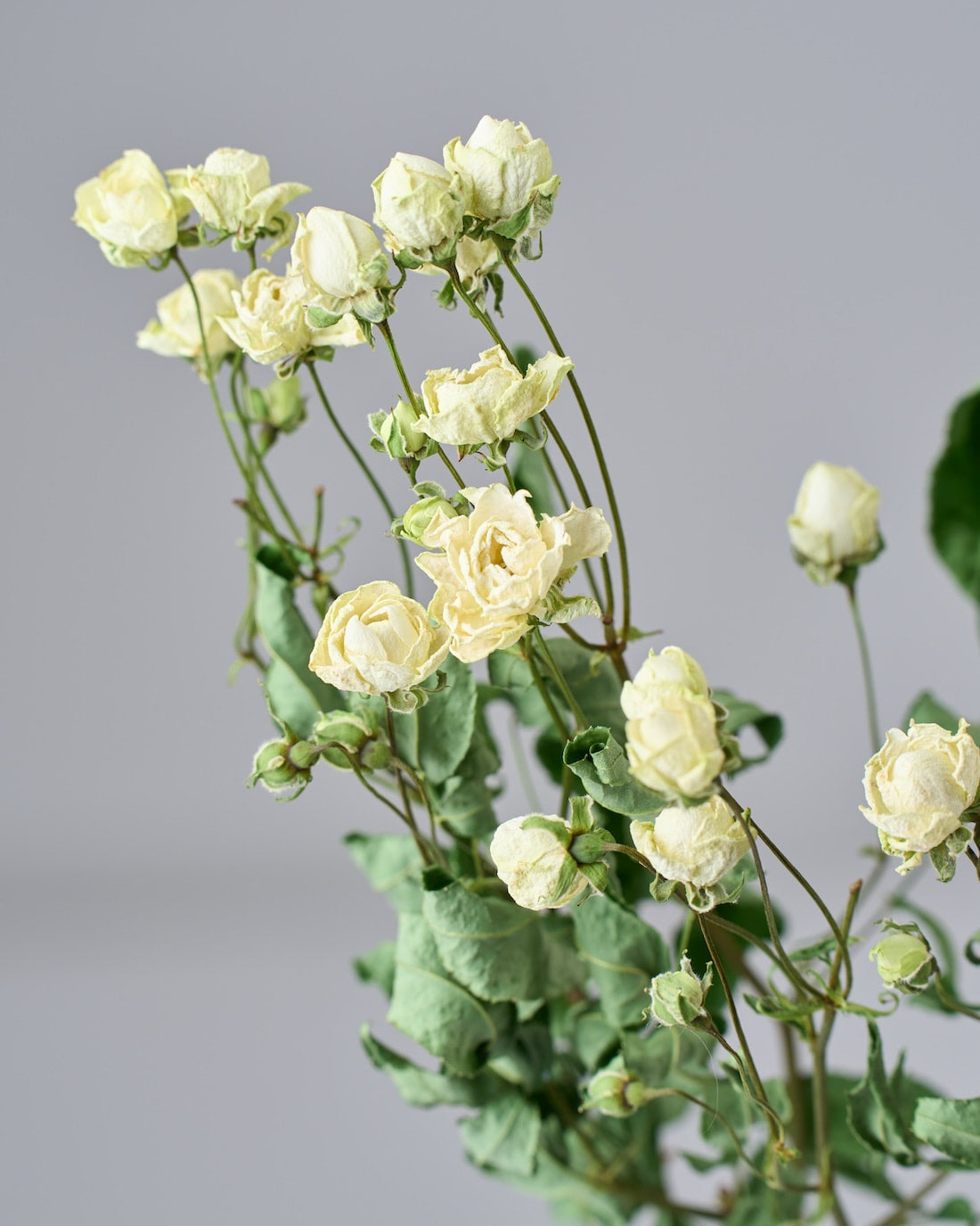 ドライフラワー］バラ スプレーウィット 商品ページ - 土と風の植物園