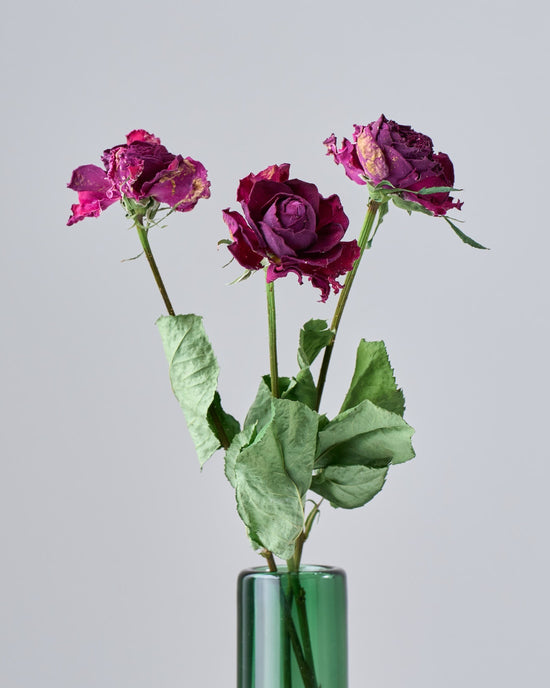 ［ドライフラワー］バラ イブピアッチェ