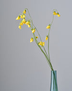 ［ドライフラワー］スイートピー