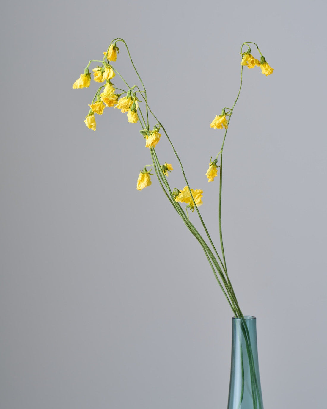 ［ドライフラワー］スイートピー