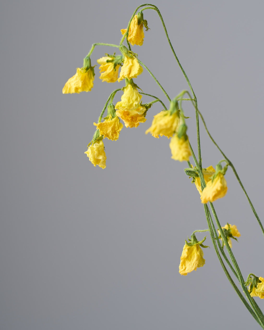 ドライフラワー］スイートピー 商品ページ - 土と風の植物園