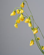 ［ドライフラワー］スイートピー