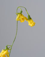 ［ドライフラワー］スイートピー