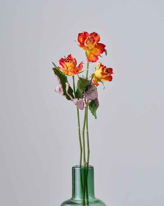 ［ドライフラワー］バラ フェスティボ