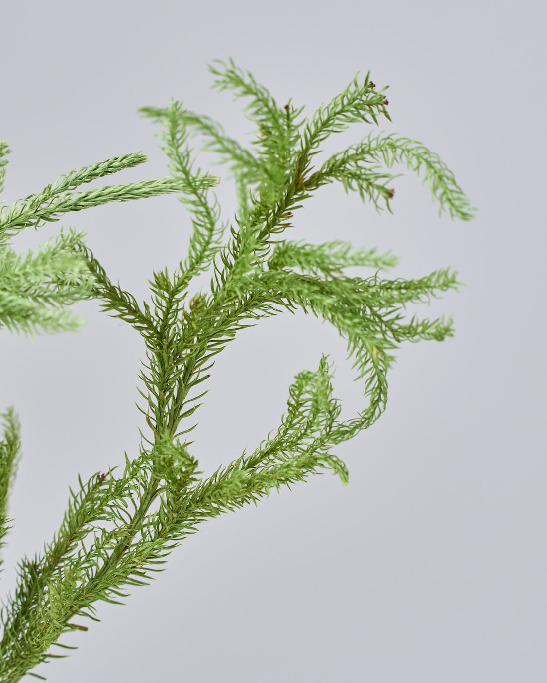 ［ドライフラワー］ヒカゲ立ちカズラ  ショート