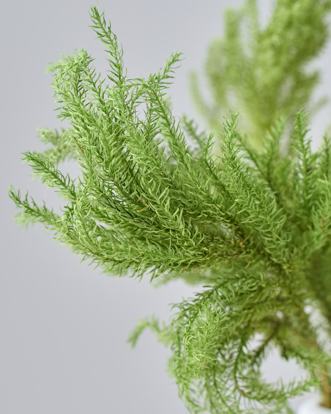 ドライフラワー］ヒカゲ立ちカズラ商品ページ - 土と風の植物園