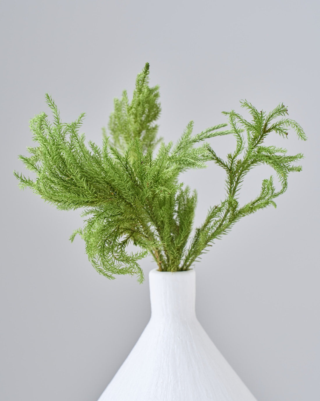 ［ドライフラワー］ヒカゲ立ちカズラ  ショート