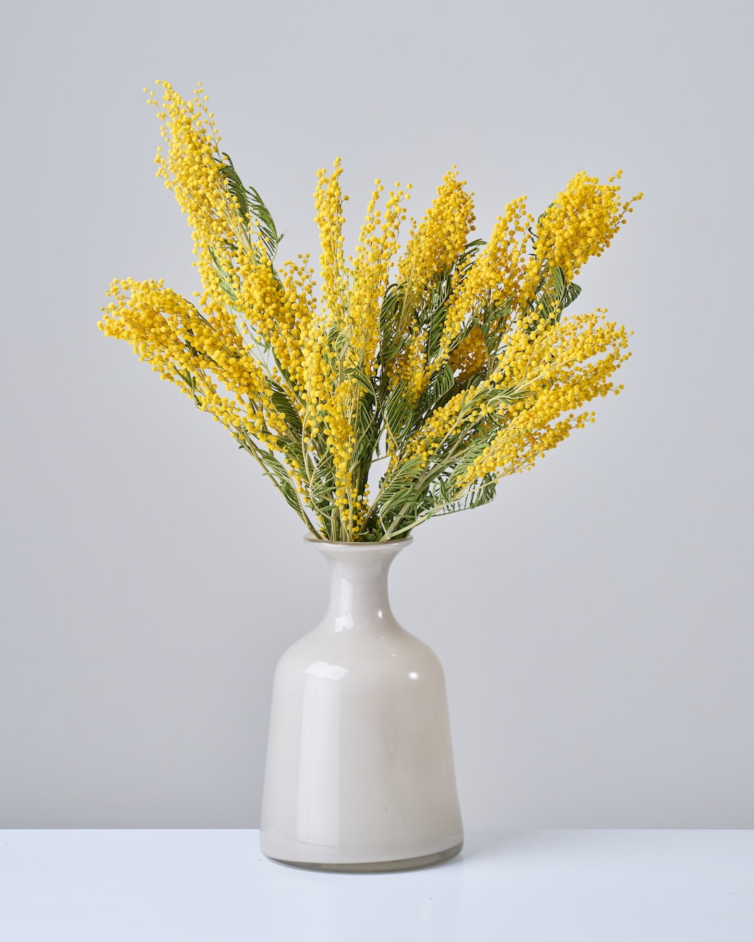 ［ドライフラワー］ミモザ（フサアカシア）