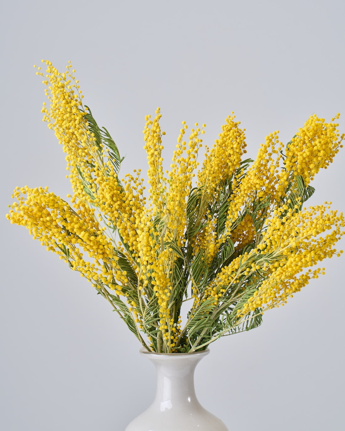 ［ドライフラワー］ミモザ（フサアカシア）