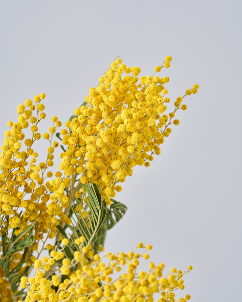 1/16～順次発送する予約販売商品です