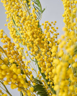 ［ドライフラワー］ミモザ（フサアカシア）