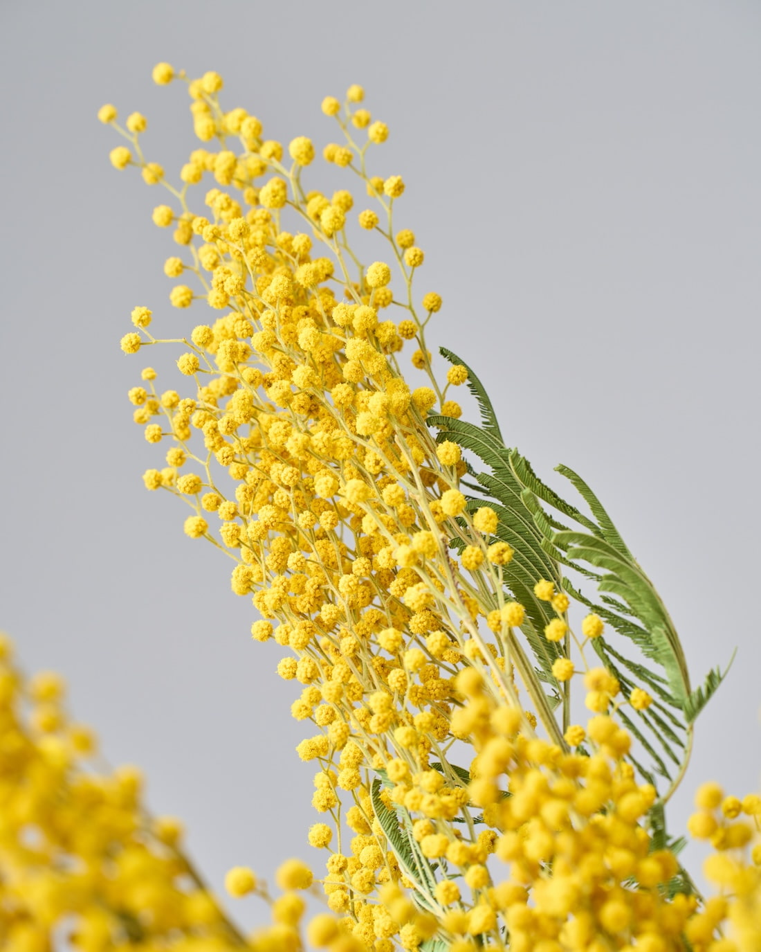 ［ドライフラワー］ミモザ（フサアカシア）