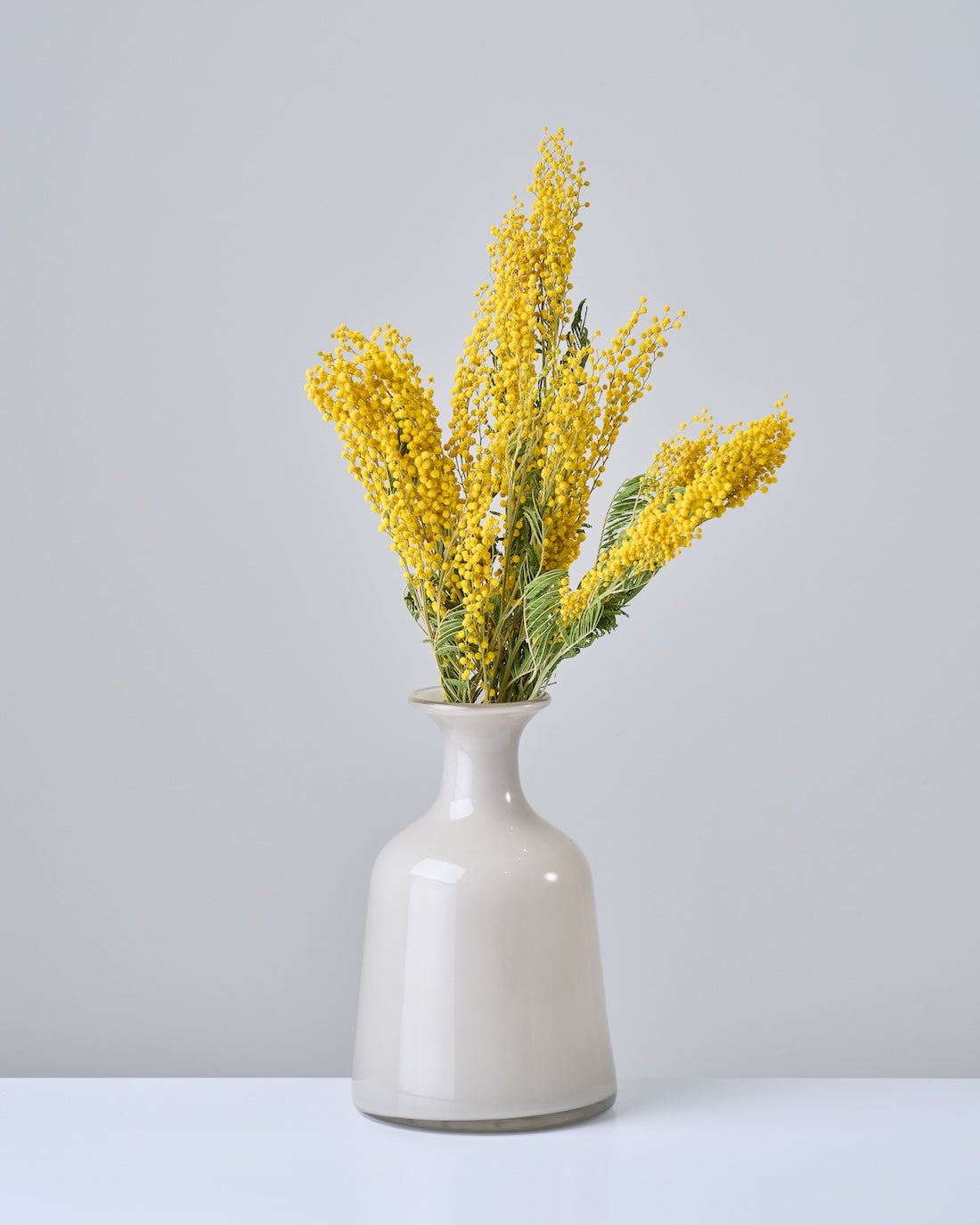 ドライフラワー］ミモザ 商品ページ - 土と風の植物園