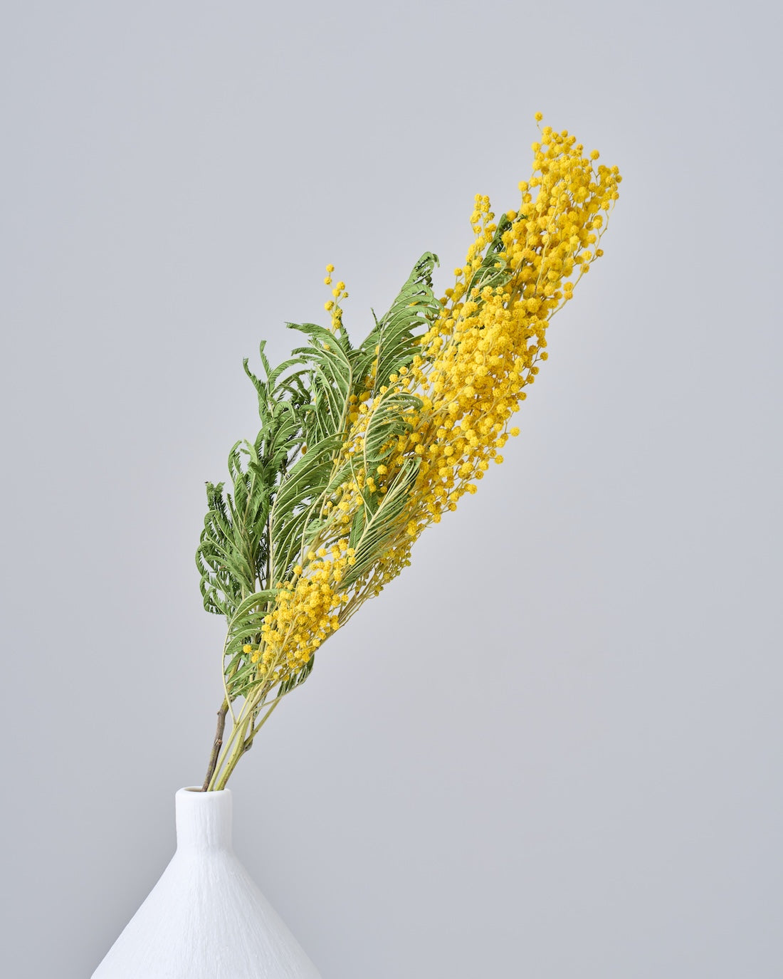 ［ドライフラワー］ミモザ（フサアカシア）