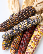 ［ドライフラワー］オーロラコーン 2本セット