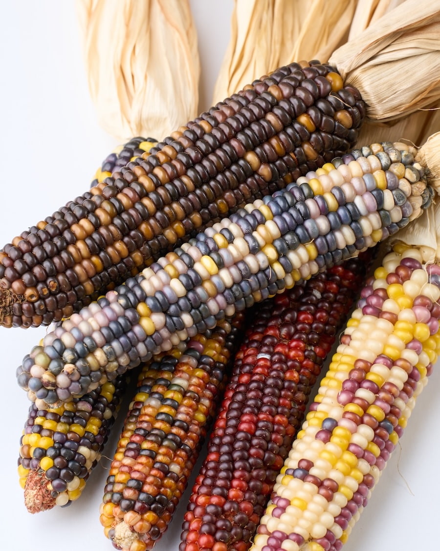 ［ドライフラワー］オーロラコーン 2本セット