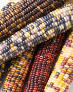 ［ドライフラワー］オーロラコーン 2本セット