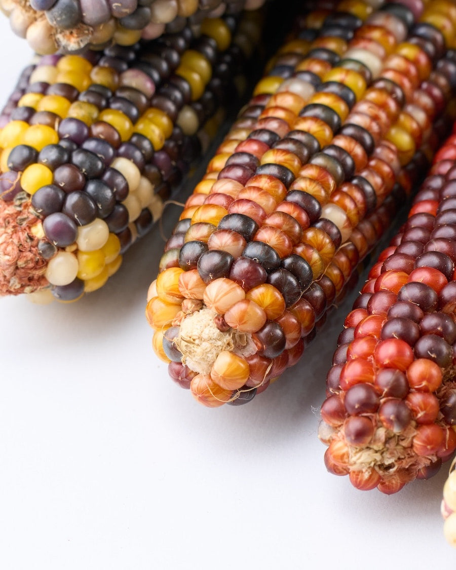 ［ドライフラワー］オーロラコーン 2本セット