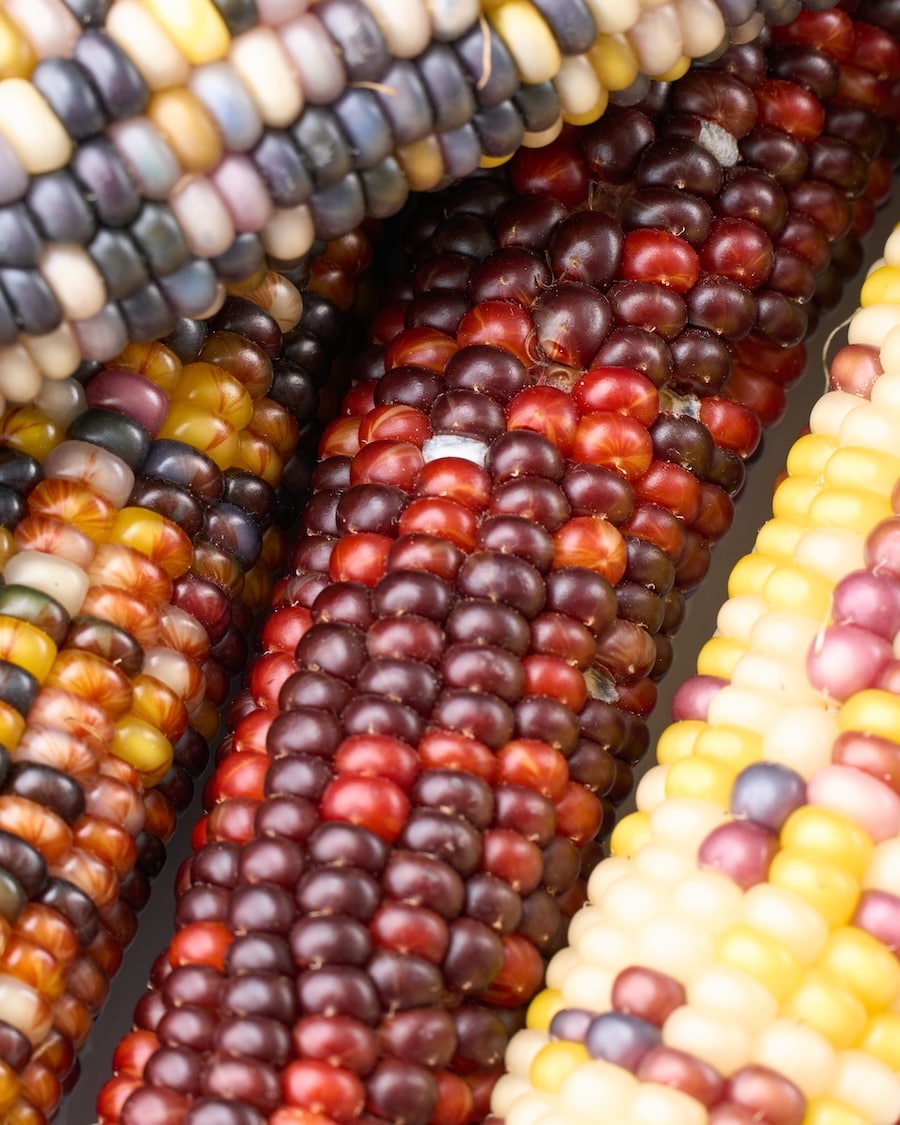 ［ドライフラワー］オーロラコーン 2本セット