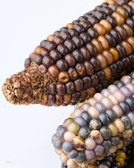 ［ドライフラワー］オーロラコーン 2本セット