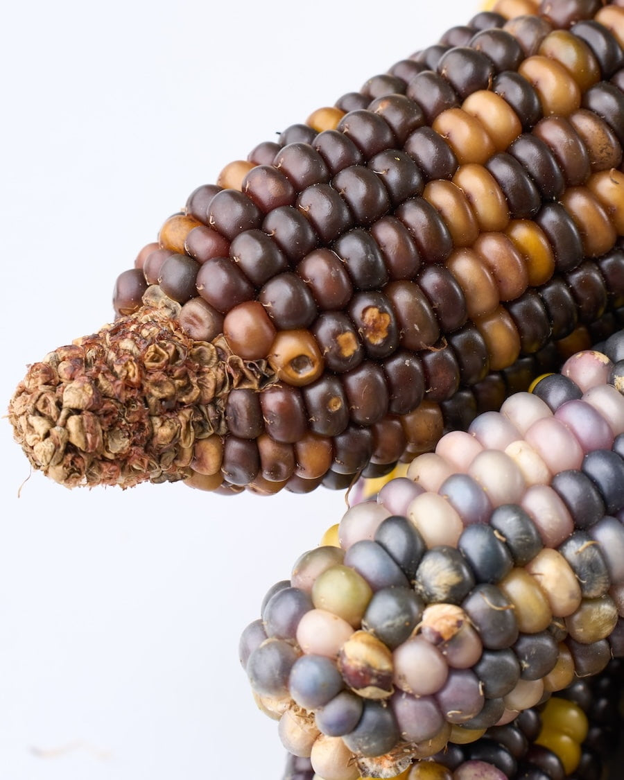 ［ドライフラワー］オーロラコーン 2本セット