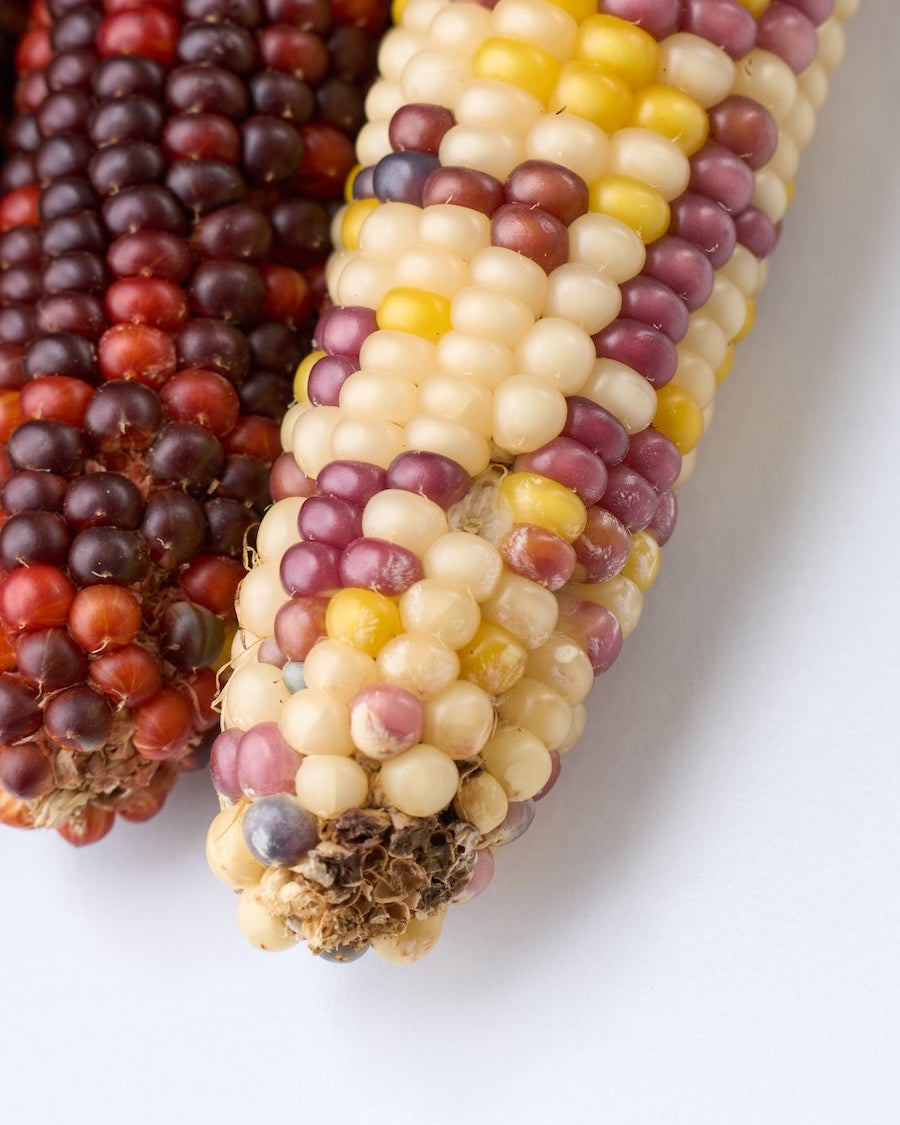 ［ドライフラワー］オーロラコーン 2本セット