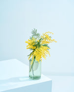 【今季終了】［フレッシュフラワー］ミモザ（フサアカシア）