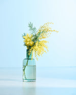 【今季終了】［フレッシュフラワー］ミモザ（フサアカシア）