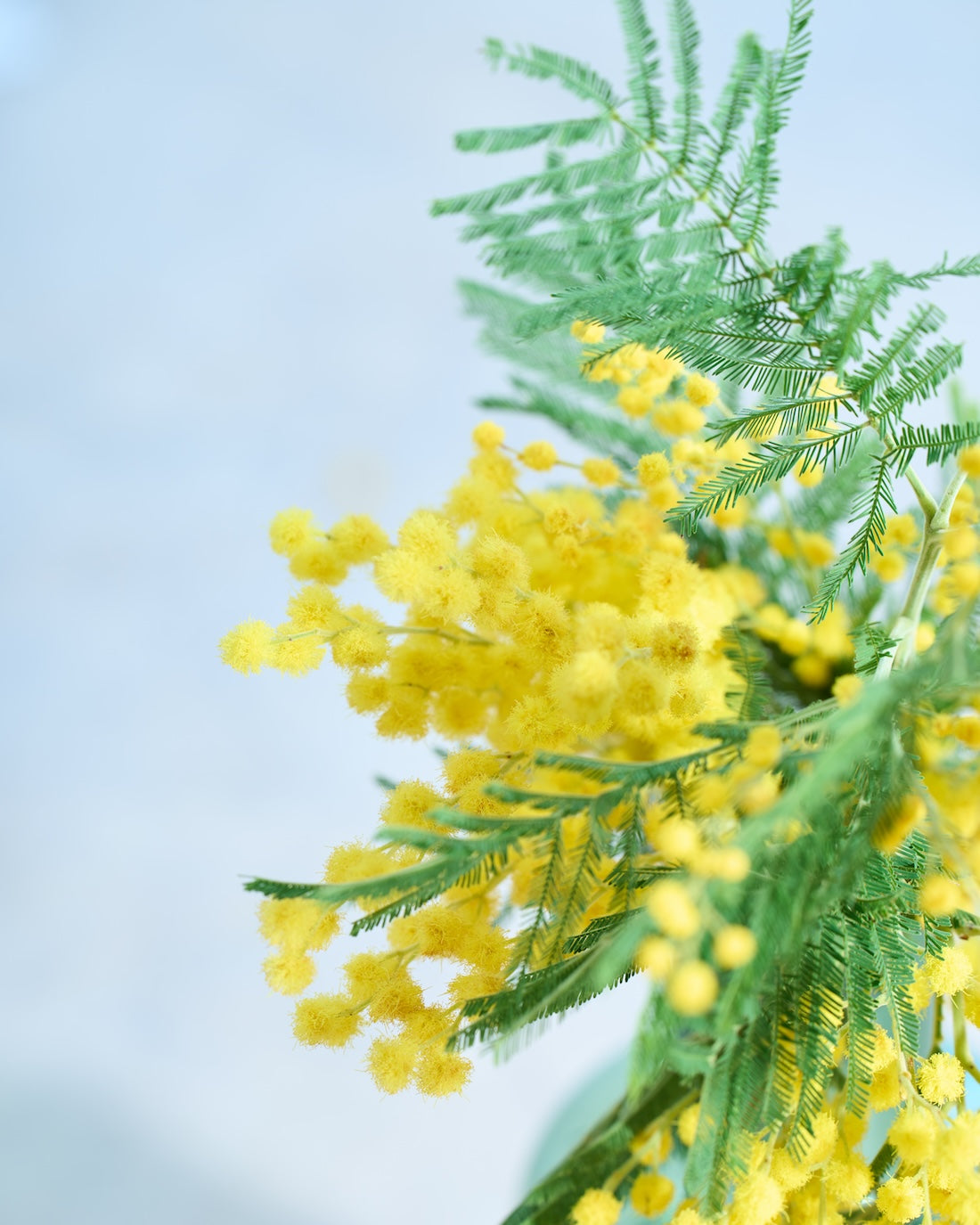 【今季終了】［フレッシュフラワー］ミモザ（フサアカシア）