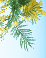 【今季終了】［フレッシュフラワー］ミモザ（フサアカシア）