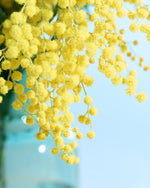 【今季終了】［フレッシュフラワー］ミモザ（フサアカシア）
