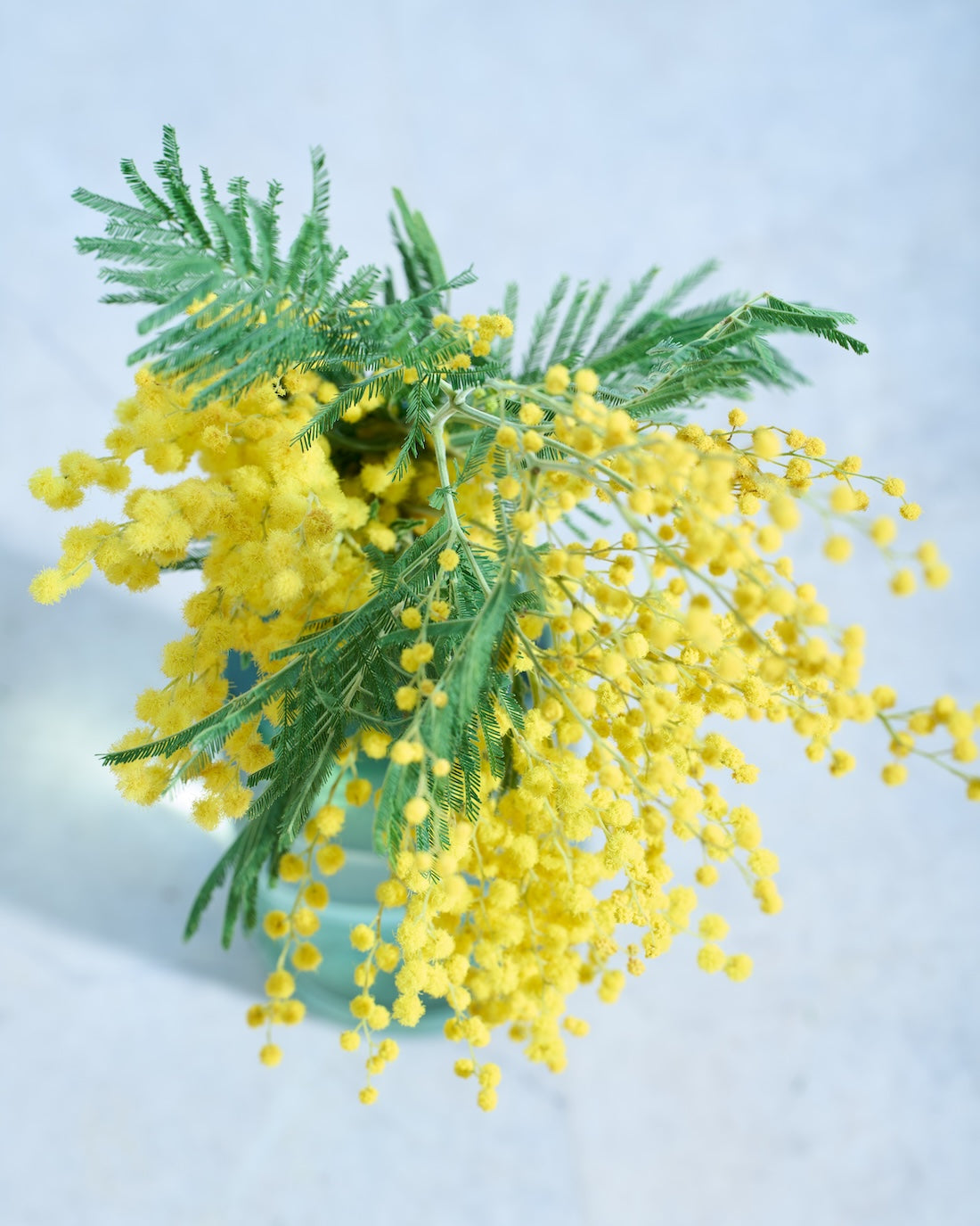 【今季終了】［フレッシュフラワー］ミモザ（フサアカシア）