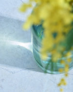 【今季終了】［フレッシュフラワー］ミモザ（フサアカシア）