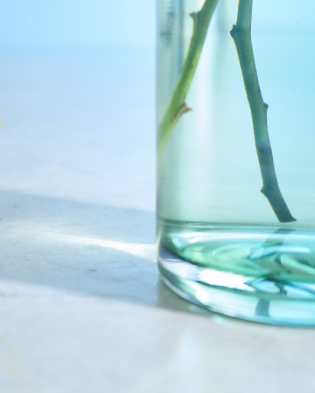 【今季終了】［フレッシュフラワー］ミモザ（フサアカシア）