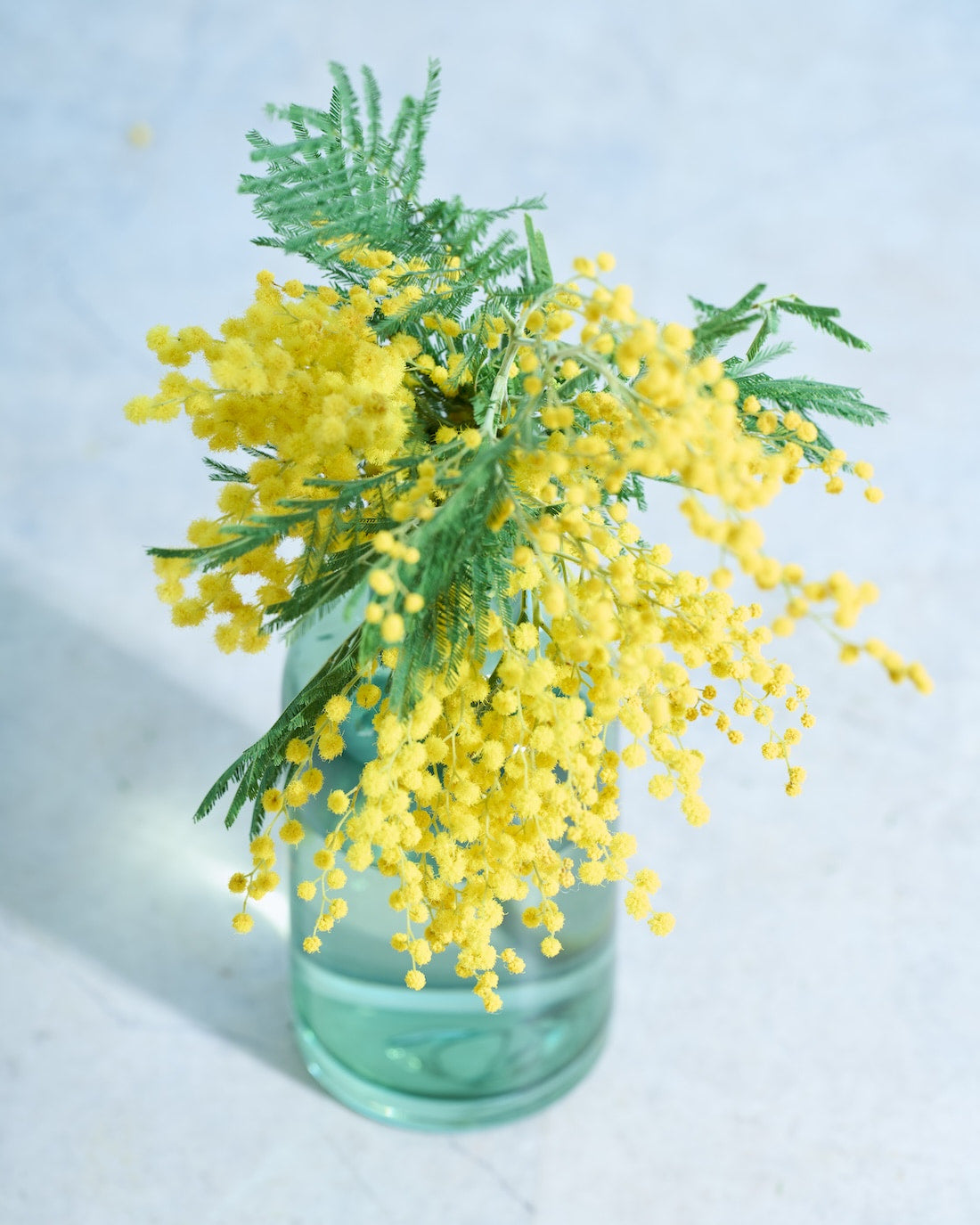 【今季終了】［フレッシュフラワー］ミモザ（フサアカシア）